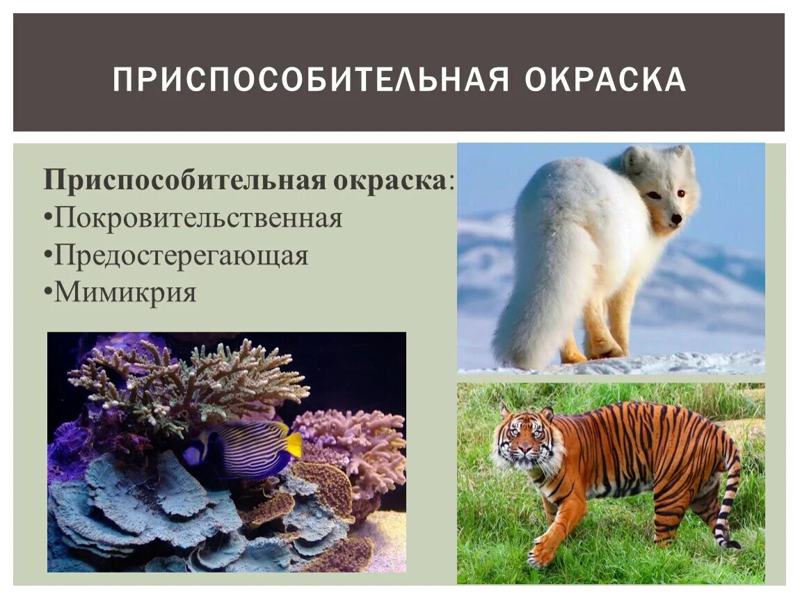 Типы окраса животных. Приспособительная окраска. приспособительная окраска животных. типы приспособительной окраски. покровительственная окраска животных.