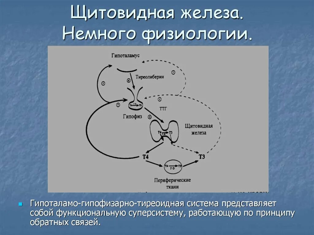 Физиология щитовидной железы. Гормоны щитовидной железы физиология. Физиология щитовидной железы схема. Функции щитовидной железы физиология.