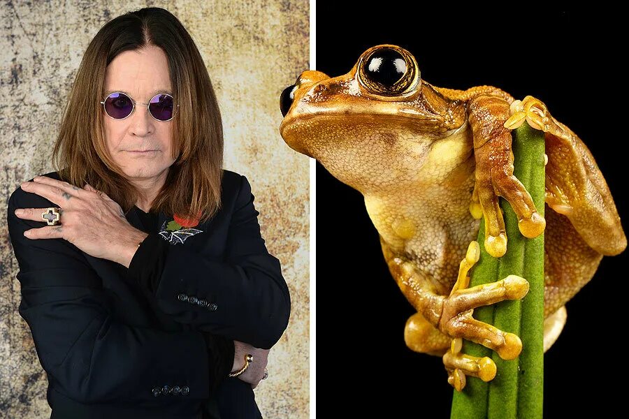 Оззи мышь. Оззи осборн мышь. оззи осборн летучая мышь. ozzy osbourne летучая мышь. оззи осборн летучая мышь фото.
