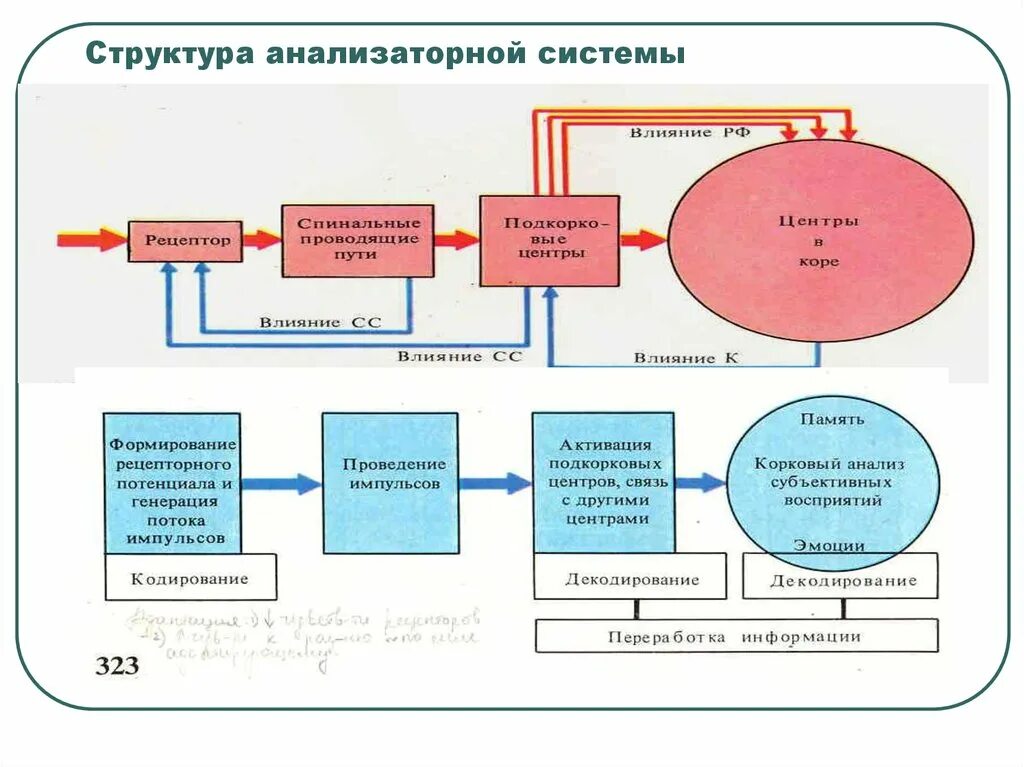 Принципы строения анализаторов. Строение анализаторных систем. Строение анализаторной системы схема. Общие принципы строения анализаторных систем.