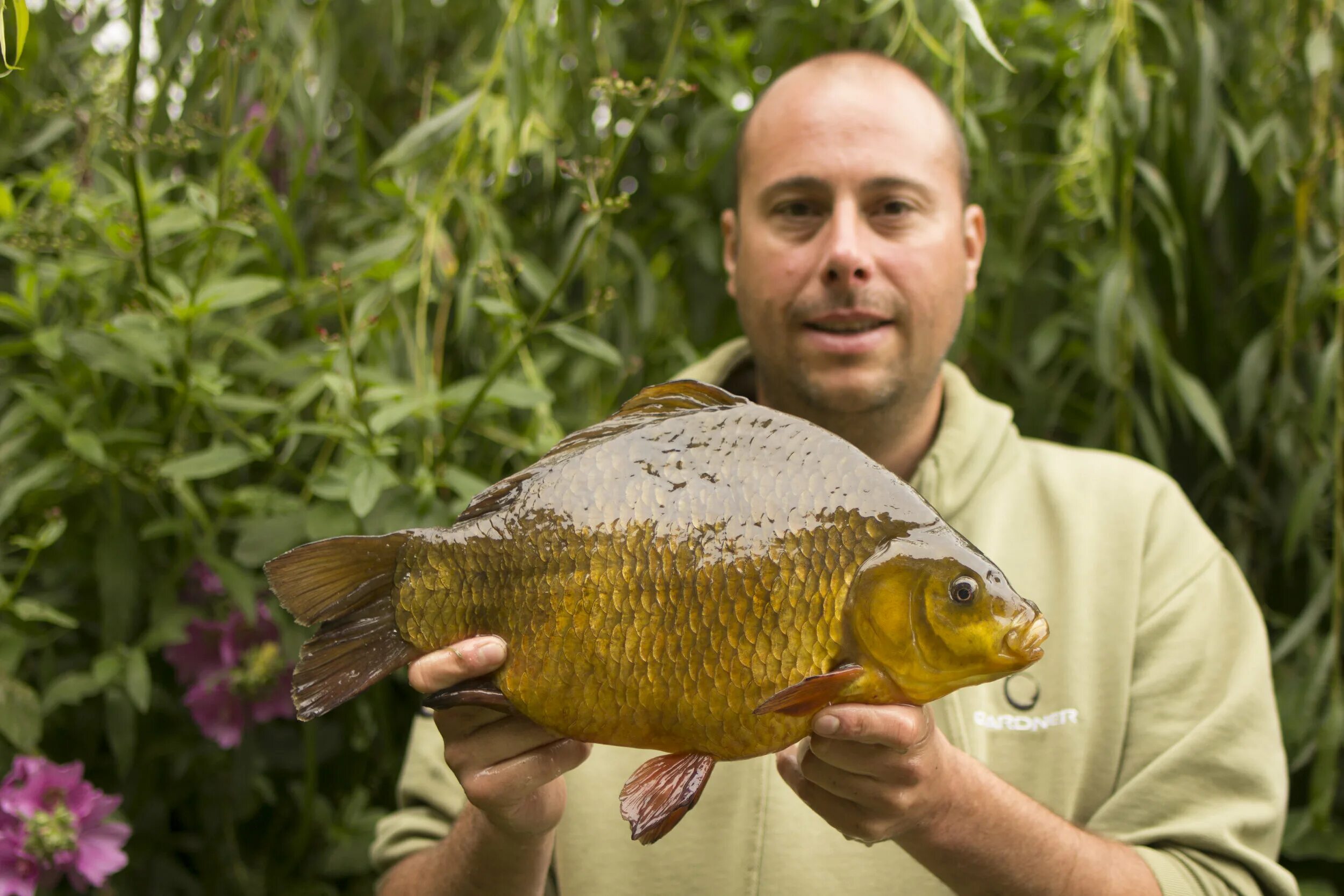 Меховой карп. Crucian Carp. Карп ставрас. Мохнатый Карп.