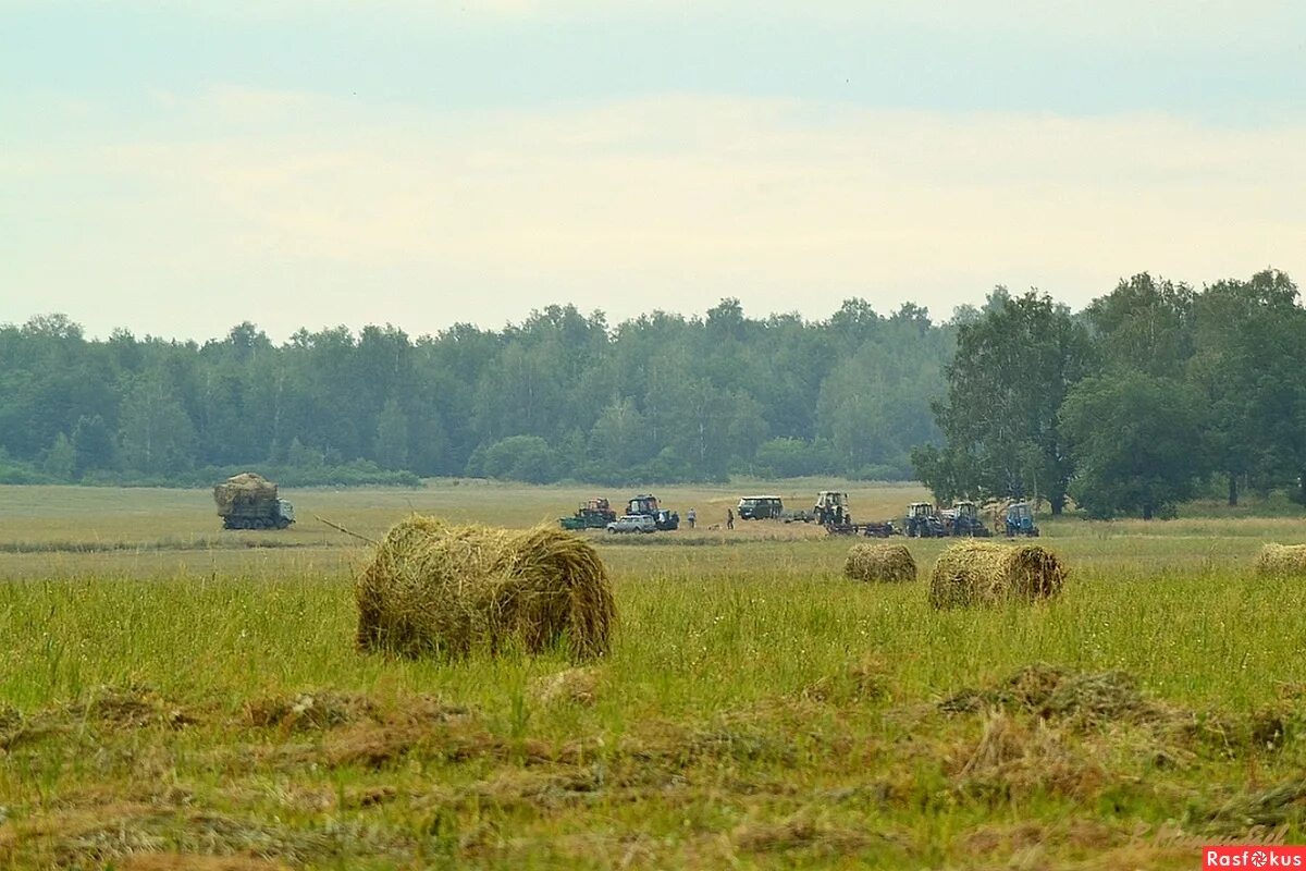 ночка луговая на баяне. ночка луговая сенокосная пора. ночка луговая, сенокосные луга. ты. сенокосная пора.