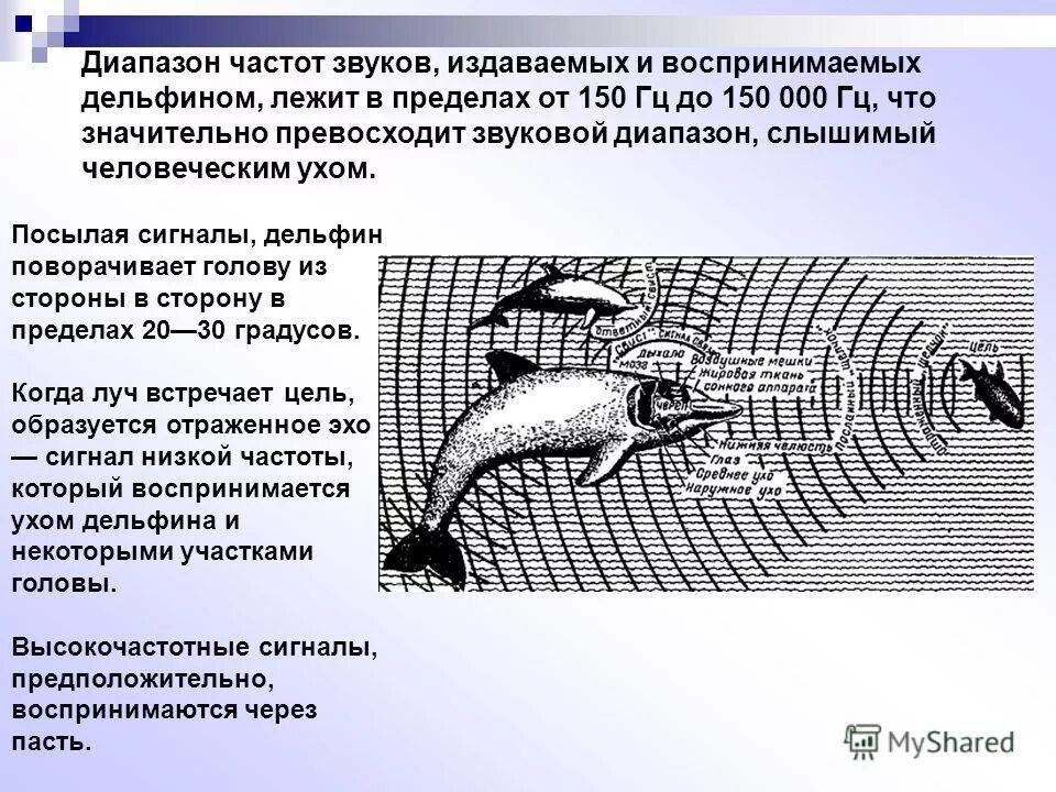 Частота дельфина звука дельфина. Диапазон дельфинов звуковой. Ультразвук дельфинов. Звуковые сигналы дельфинов.