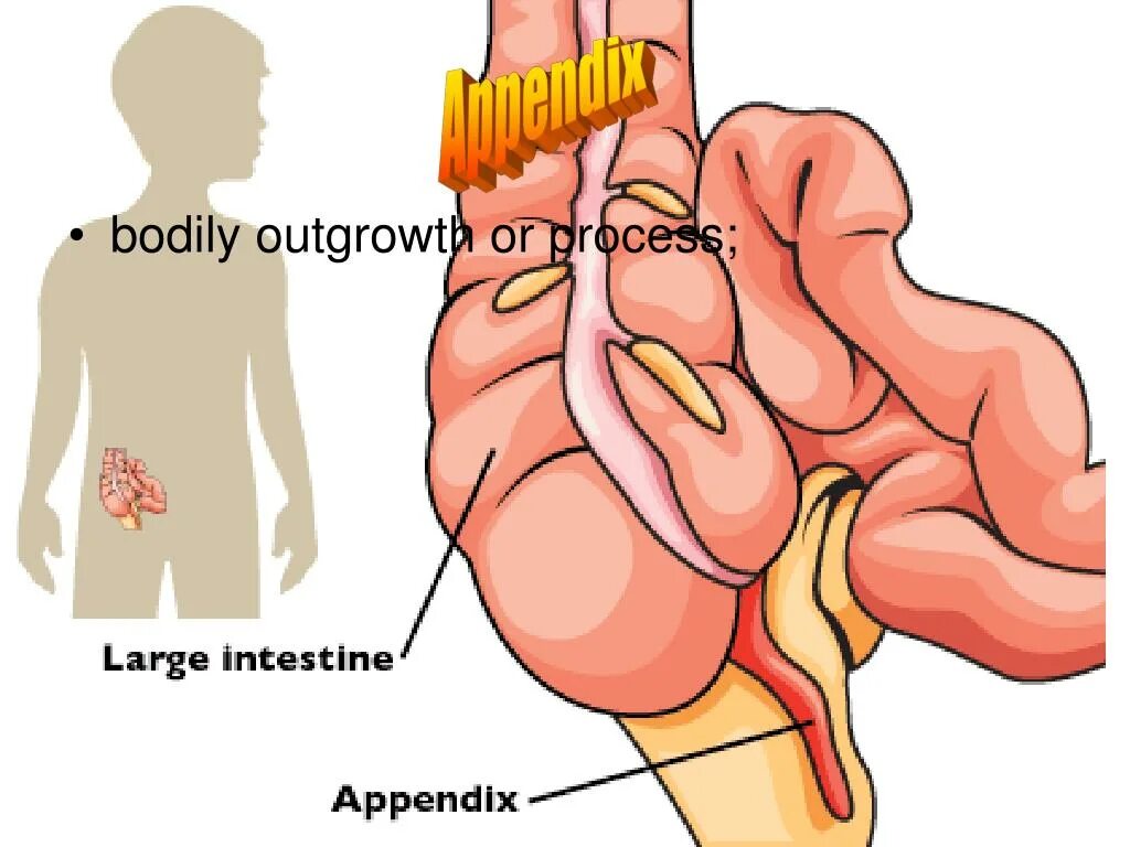 Аппендикс червеобразный. Червеобразный отросток у детей. Воспаленный аппендикс.