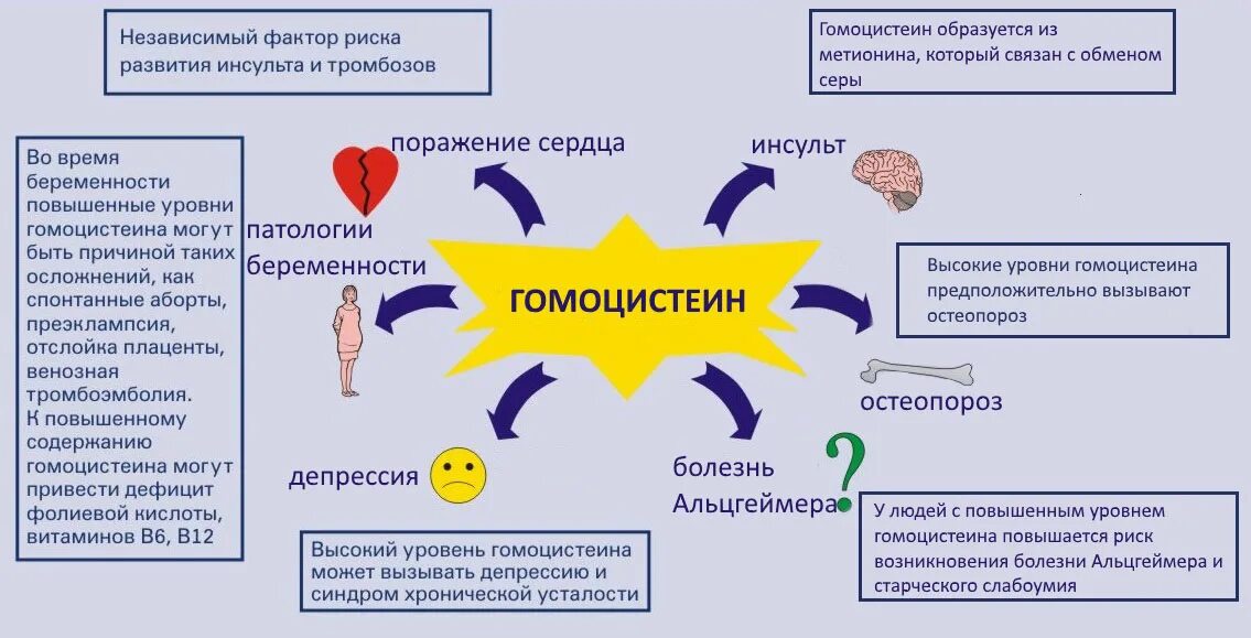 Как повышался уровень людей. Гомоцистеин. Исследование уровня гомоцистеина в крови. Повышенный уровень гомоцистеина. Повышение уровня гомоцистеина.