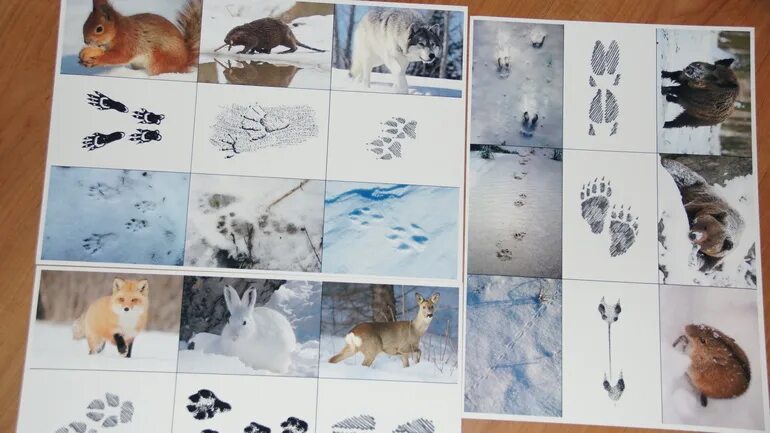 Следы животных на снегу. Следы животных зимой. Следы животных на снегу. Следы зверей зимой. Следы зайца лося волка лисы.