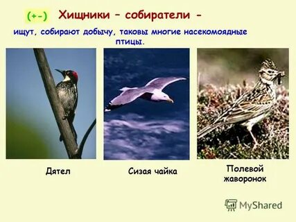 Собрать добычу