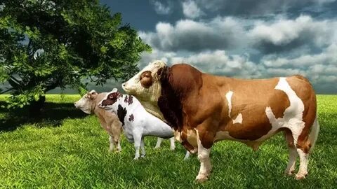 Kurban Bayramı ne zaman başlıyor? 