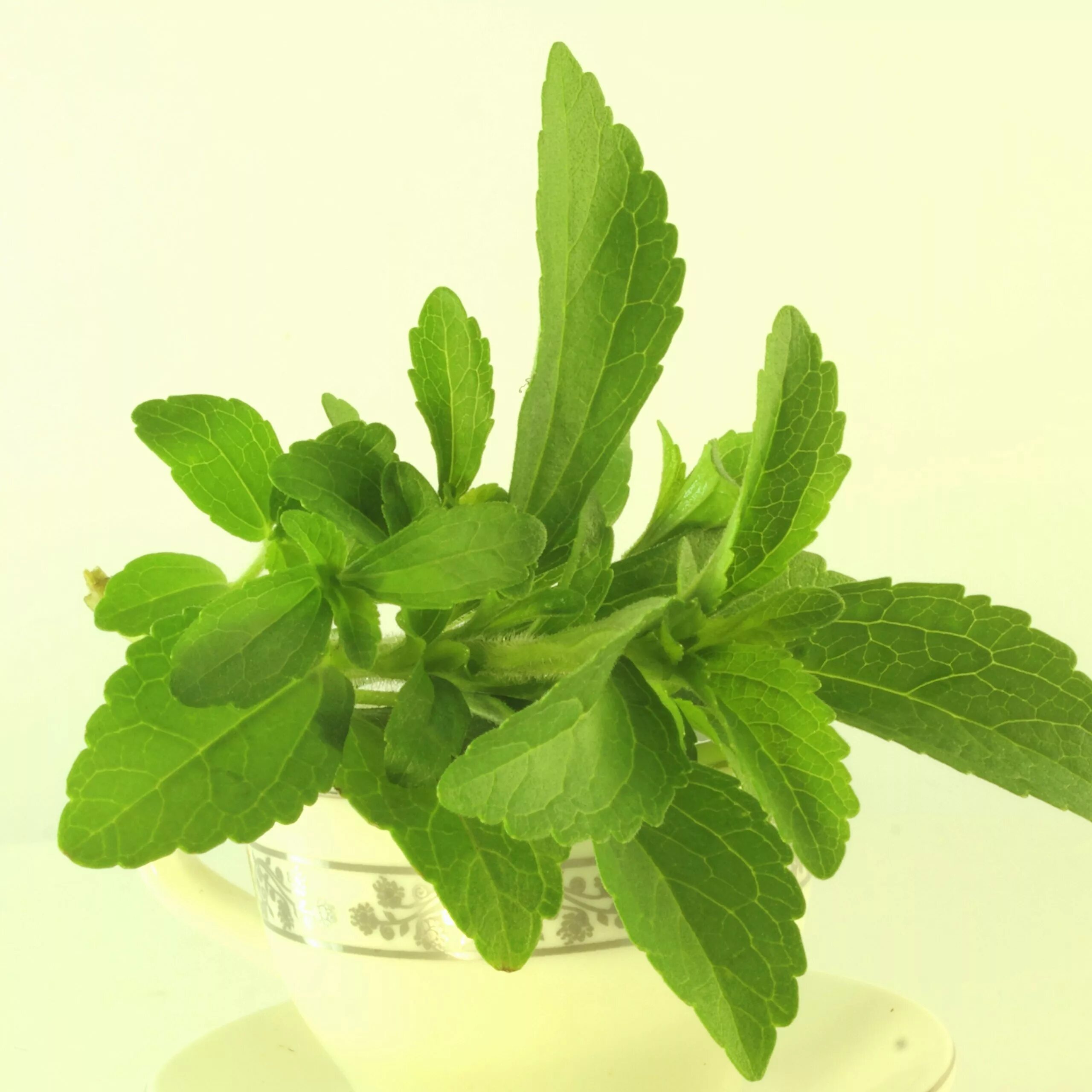 Stevia rebaudiana Bertoni. Стевия Ребо. Стевия медовая. Стевия Сластена.