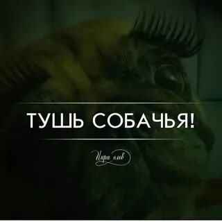 Шутка основанная на игре слов