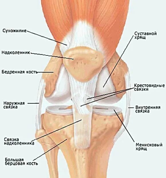 Коленный сустав сайт. Анатомия коленного сустава и связок человека. Суставной хрящ надколенника. Внутренние связки коленного сустава анатомия. Анатомия колена надколенник.