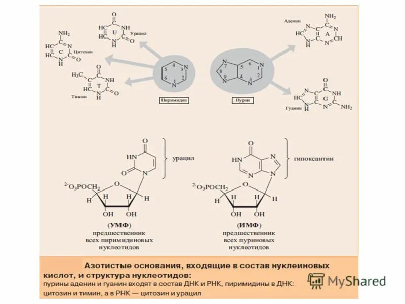Пуриновыми нуклеотидами являются. Формула нуклеотида РНК. Нуклеозид пуриновой РНК. Синтез нуклеиновых кислот схема. Синтез нуклеиновых кислот биохимия.