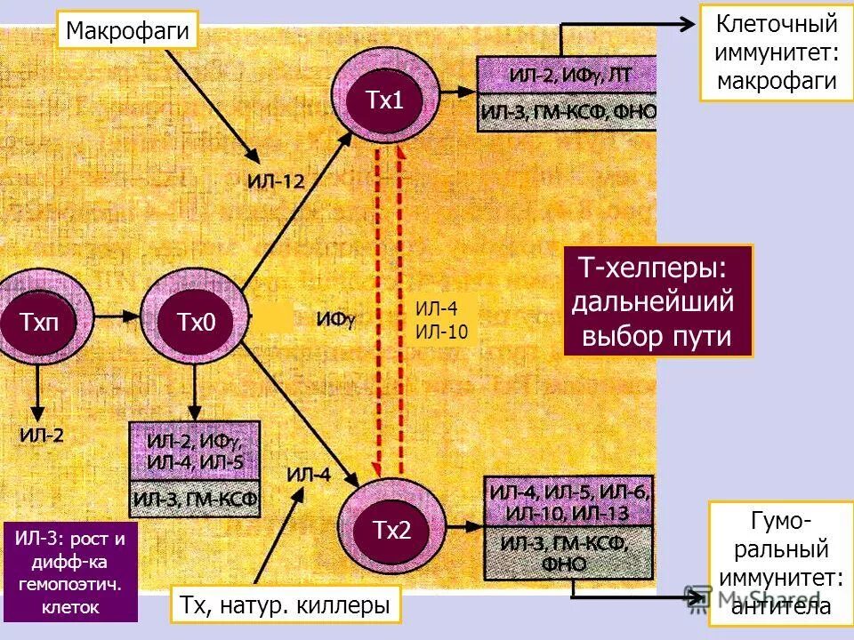 этапы иммунного ответа клеточного и гуморального. клетки, реализующие врожденный иммунитет. уро ваксом механизм действия. клетки участвующие в клеточном иммунном ответе. макрофаги фагоцитоза иммунология.