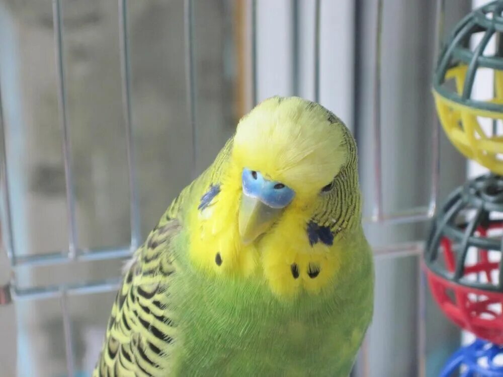 Воспаление зоба попугай. Воспаление зоба попугай. Воспаление зоба у попугая. Воспаление зоба у попугая. Воспаление зоба попугай.