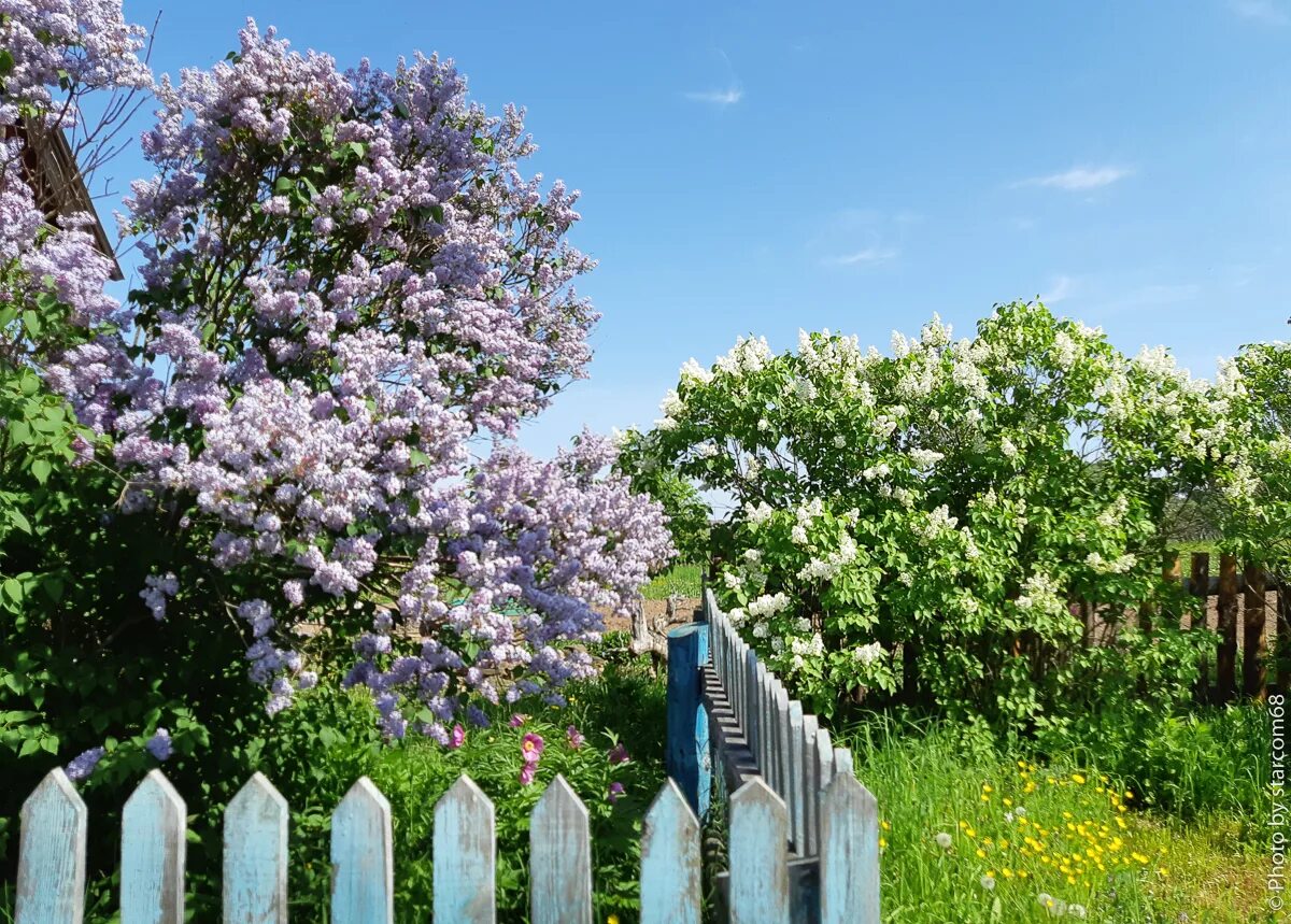 цветущая яблоня в деревне. сирень в саду. художник дмитрий лёвин деревня весна май. деревня цветущий сад. цветущий яблоневый сад в деревне.