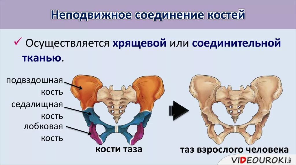 Строение костей таза и их соединение. Тип соединения костей таза. Неподвижное соединение костей. Хрящевые соединения костей.