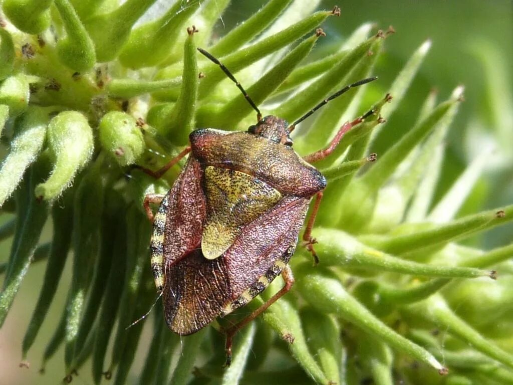 краевик щавелевый - coreus marginatus. клоп краевик нимфа. жук щитник. клоп мраморный щитник. клоп щитник ягодный.