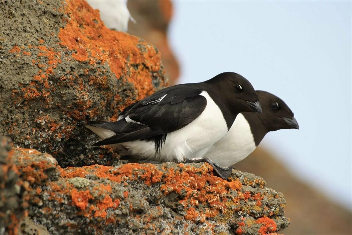 Северная птица семейства букв. Северная птица семейства букв. Птица чайка символ чего. Морская птица 5 букв. Северная птица семейства букв.