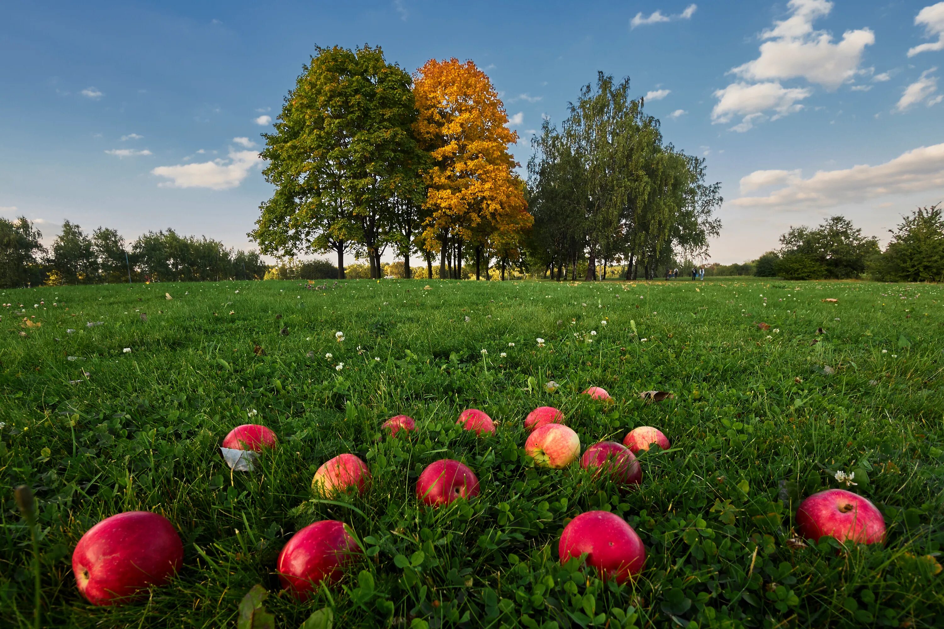 август природа. поляна яблок. пикник на траве. красивые яблоки. корзины с яблоками.