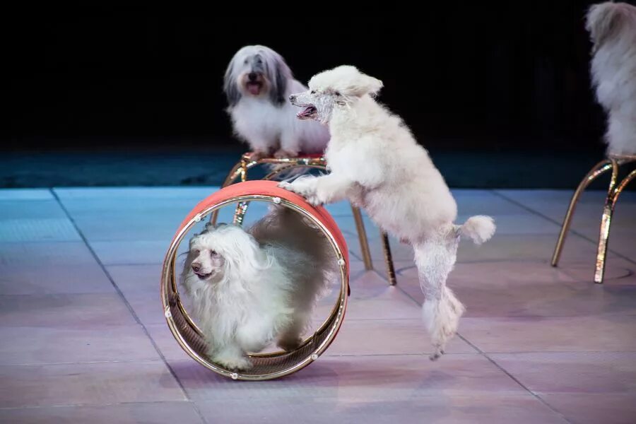 Представление ученых зверей. Цирковые собаки. Собачки в цирке. Дрессированные животные. Дрессированные собачки.