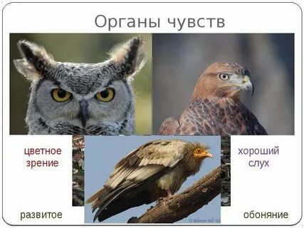 Развитые органы чувств у птиц