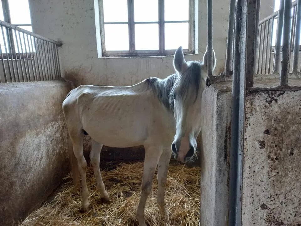 Голодная лошадь. Голодная лошадка. Конь шек. Лошадь которая голодает фото. Мышины больше 1500 т лошадей.