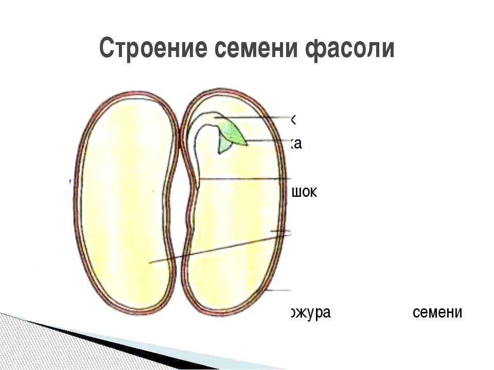 Рассмотрите рисунок семени какая структура. Строение семени двудольного растения. Строение семени фасоли. Строение семени фасоли рисунок. Схема семени.