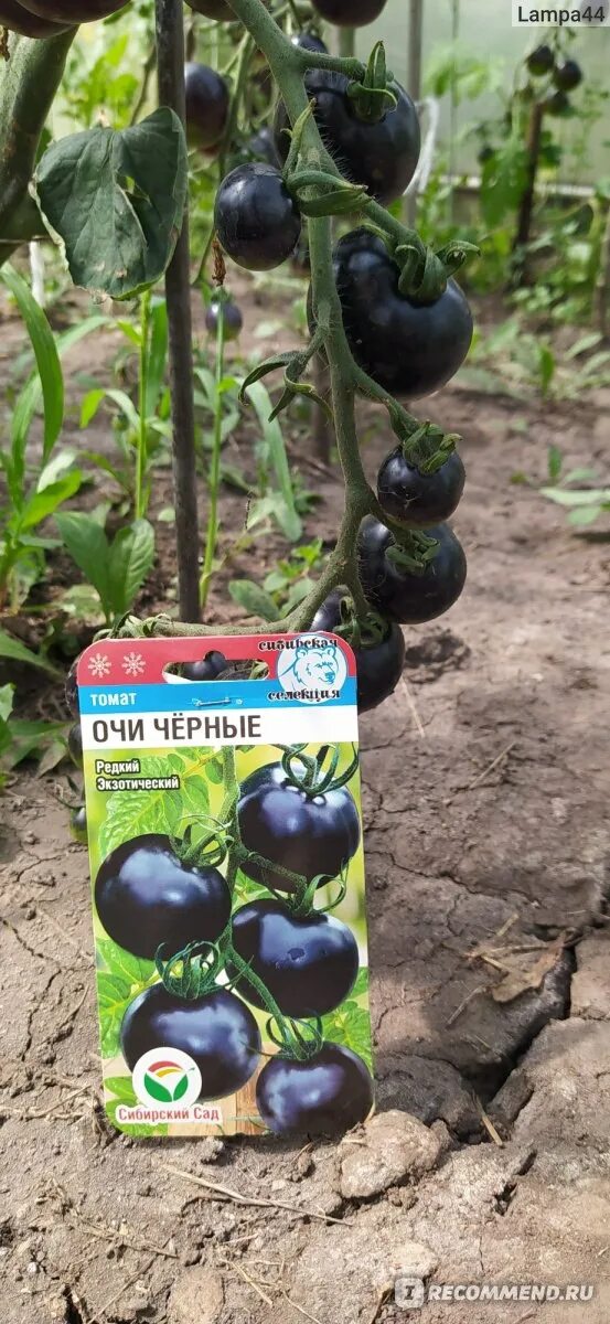 Помидоры черный глаз. Томат очи черные характеристика. Томат очи черные характеристика. Томат черные глаза 20шт/10. Томат очи черные характеристика.