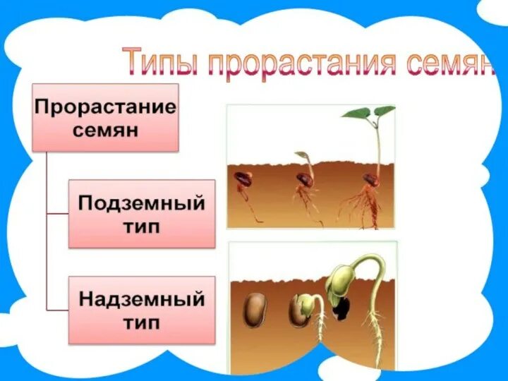 Прорастание семян 6 класс биология пасечник. Прорастание семян 7 класс биология. Схема прорастания семян 6 класс. Фазы прорастания семян 6 класс. Факторы прорастания семян.