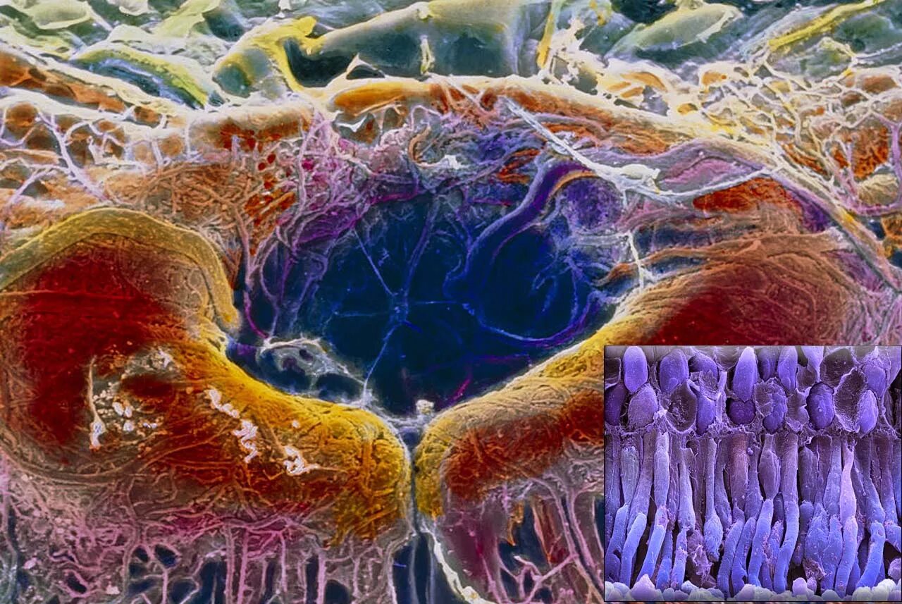 Палочки и колбочки сетчатки под микроскопом. Рецепторы микрофотография. Сетчатка палочки колбочки микроскоп. Сетчатка глаза под микроскопом.