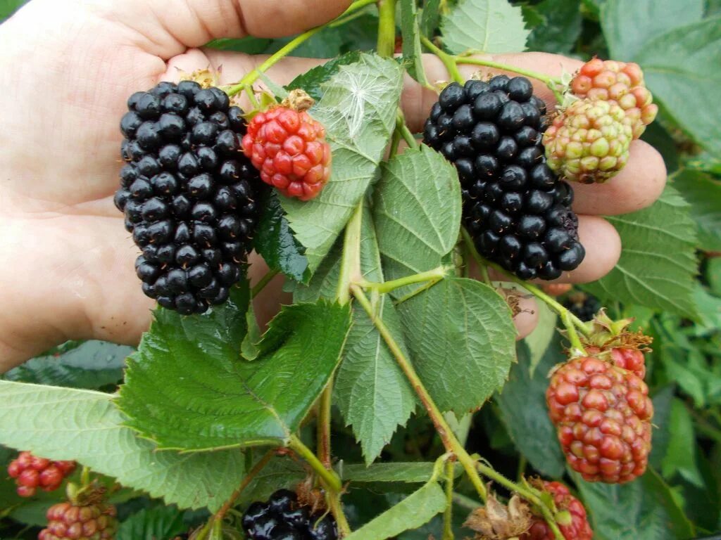 ежевика трипл краун. ежевика «трипл краун (тройная корона)». ежевика трипл краун. ежевика корона. ежевика сорт трипл краун.