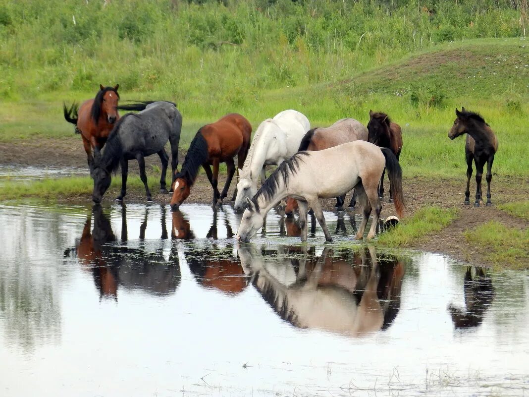 село лошади водопой. кони на водопое феофан вакулюк. лошади на водопое. табуны лошадей у водопоя. на водопое.