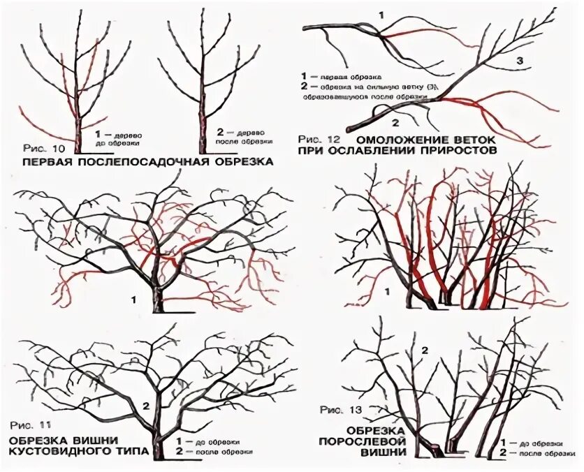 Обрезка вишни весной для начинающих в картинках. Обрезка кустовой вишни. Правильная обрезка вишни весной. Обрезка вишни весной. Летняя обрезка кустовидной вишни.