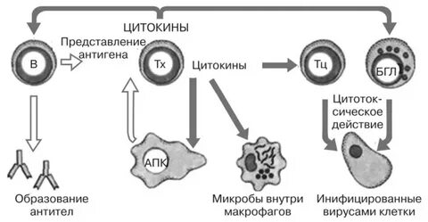 Цитокины иммунные клетки