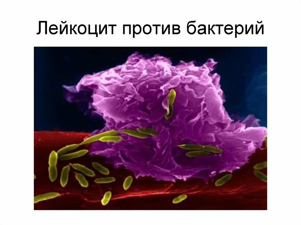 Защита от вирусов и бактерий. Смешной вирус. Антибиотики против микробов. Вирус гриппа vs коронавирус. Иммунитет.