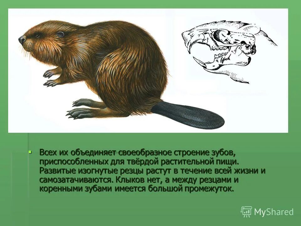 Грызуны строение. Отряд грызуны зубы. отряд грызуны внешнее и внутреннее строение. резцы у грызунов растут в течение всей жизни.
