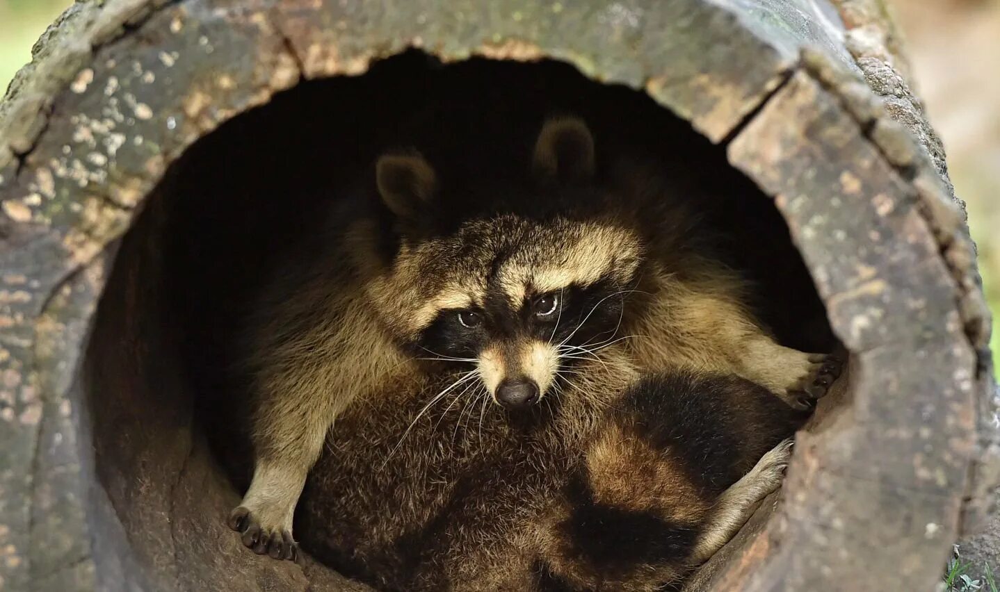 Толстый енот. Грязный енот. Чернокнижник полоскун енот некромант. Мордочка енота. Грустный енот.