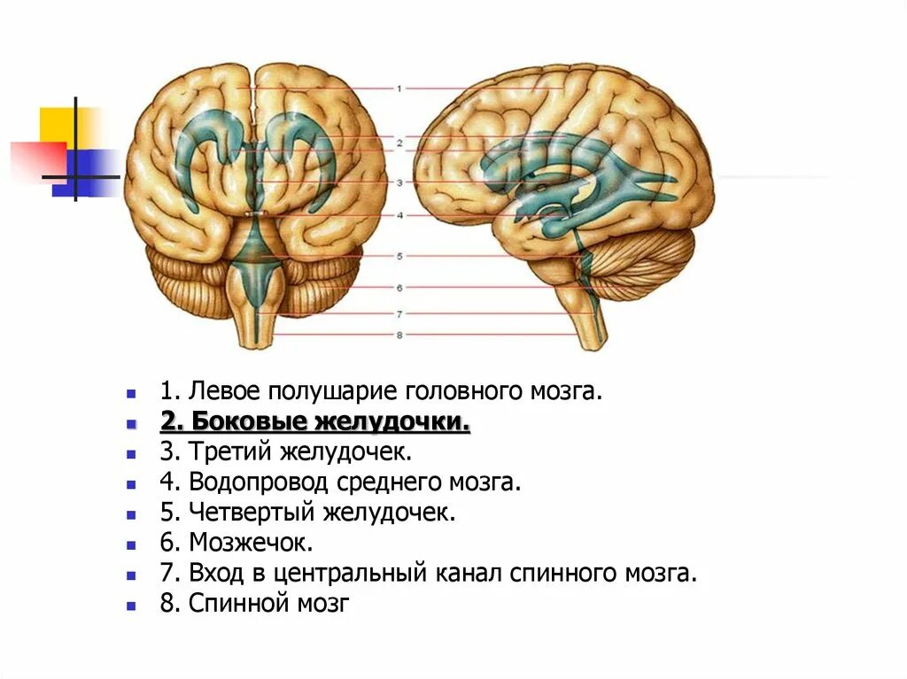 Левая гемисфера головного мозга. Боковые желудочки 4 желудочка головного мозга. Третий желудочек головного мозга анатомия строение. Строение 3 желудочка мозга. Третий и четвертый желудочки головного мозга.