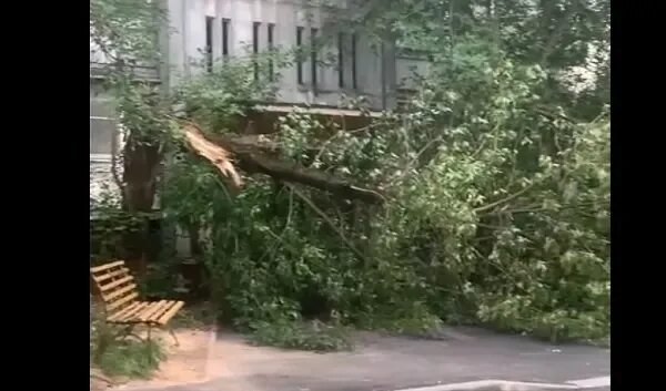 Упавшее дерево попало в окно квартиры. Упало дерево на забор Суворовского училища в Твери. Девушка блогер упавшая с дерева в Индии. Дочь блогера упала