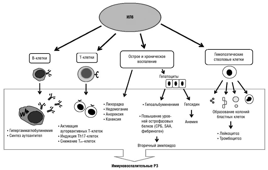 Механизм действия цитокинов. Цитокины. Фактор некроза опухолей. Клеточные реакции при воспалении схема. Схема действия цитокинов на клетки. Генно инженерные препараты ревматоидный артрит