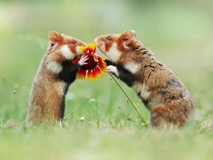Good wild pets