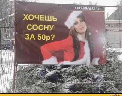 Ты погубила мою сосну