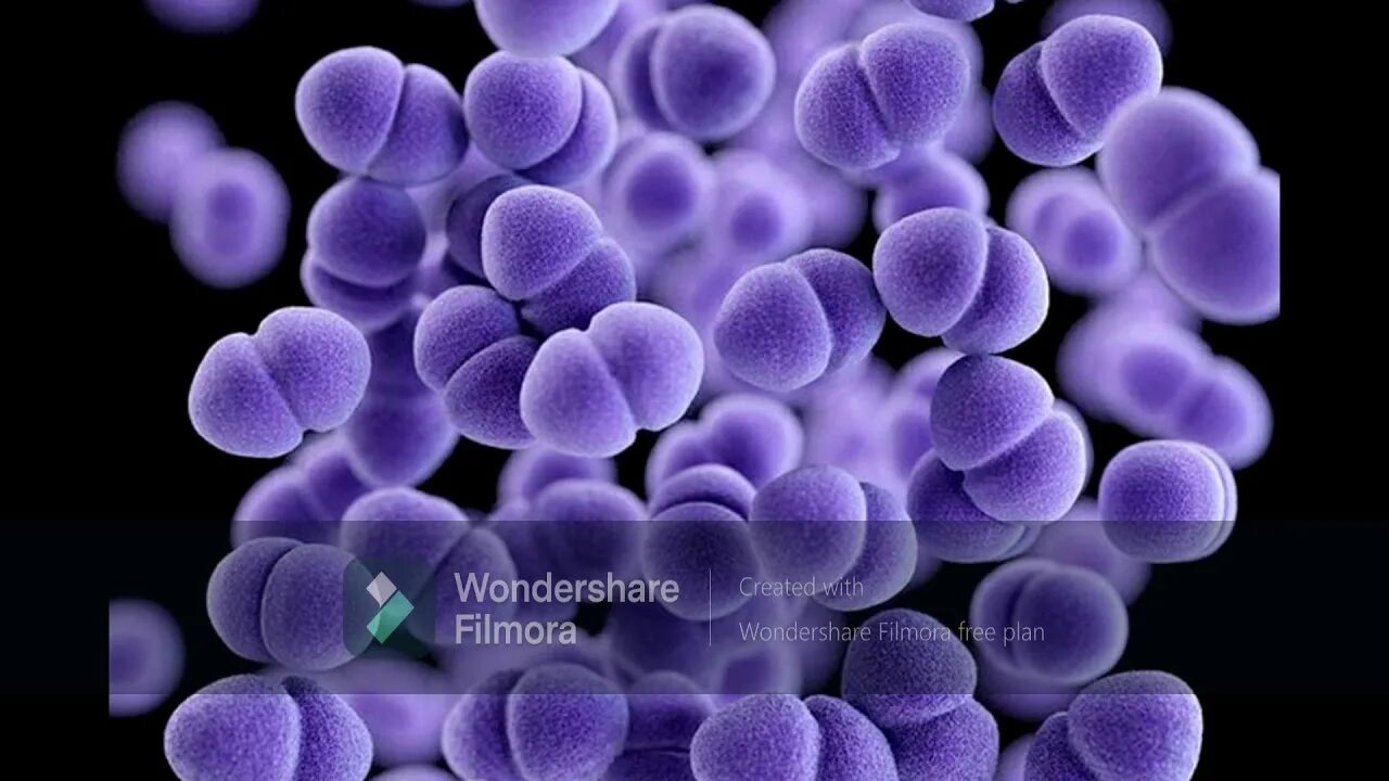 Staphylococcus aureus 5
