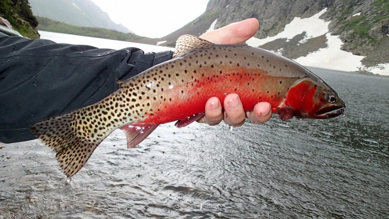 Рыба чавыча купить. Радужная форель (Oncorhynchus mykiss). Cutthroat Trout рыба. Форель триплоид. Форель Каймару.