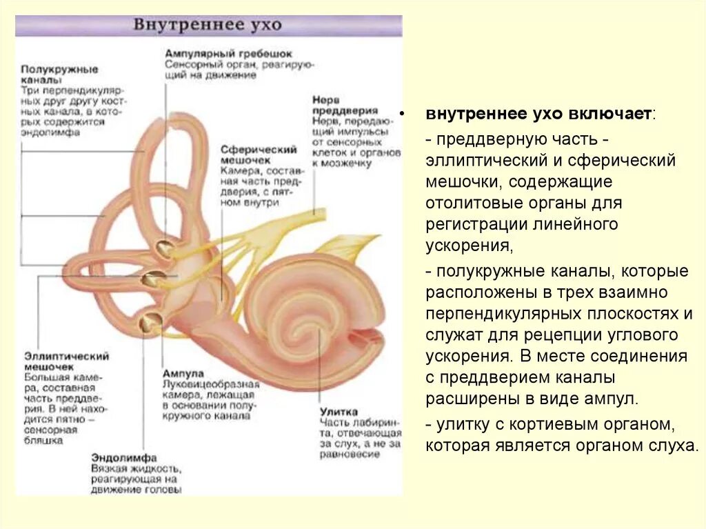 Функции полукружных каналов в ухе. Полукружные протоки внутреннего уха. Полукружные каналы внутреннего уха. Полукружные каналы внутреннего уха функции.