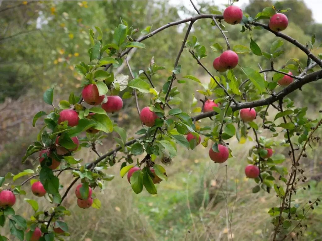 Дикая яблоня в лесу. Яблоко Джонатан с дерева. Дикие яблони. Дикая яблоня дерево. Яблони-дикушки с красными яблочками Дикие.
