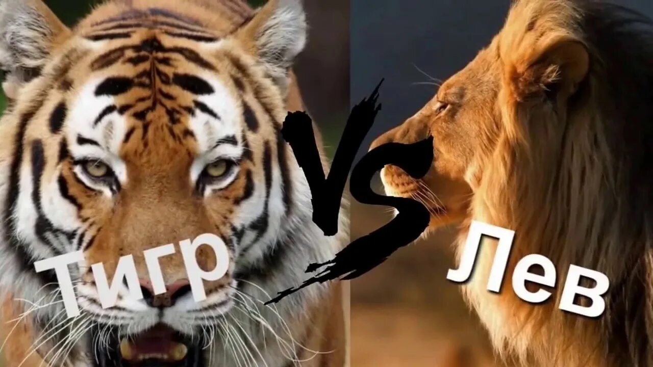 Тигр против льва. Тигр vs лев. тигр побеждает льва. лев против тигрицы.