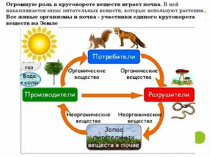 Расставьте организмы