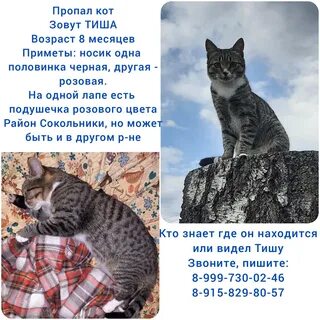 Куда пропадают коты
