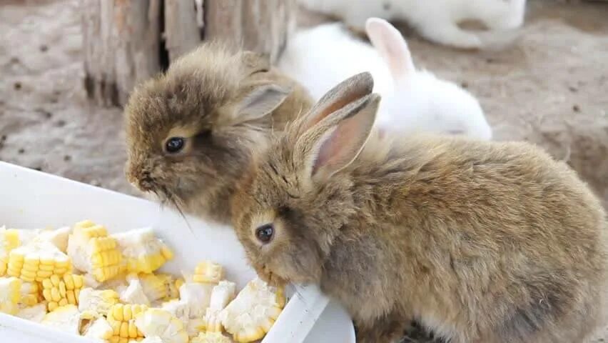 Можно ли кроликам клубнику. Кролик ест кукурузу. Еда для кроликов. Кормовой кролик. Что едят кролики.